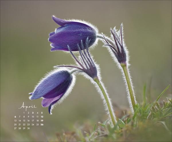 Produktbild FloralArt2026 (Querformat)