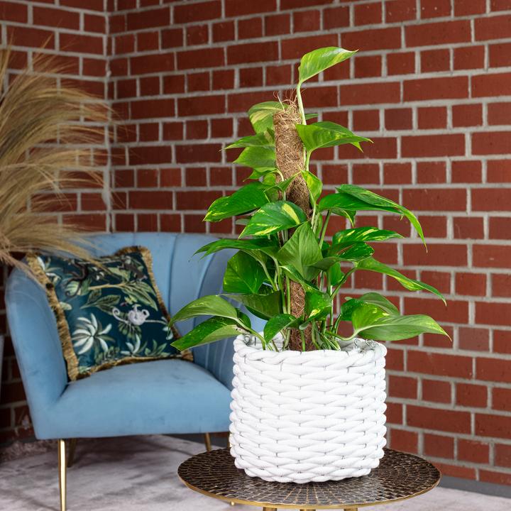 Actual product image Flowerbox Golden pothos on moss stick - height ca. 50 cm, pot-Ø 15 cm - Epipremnum aureum (50 cm)