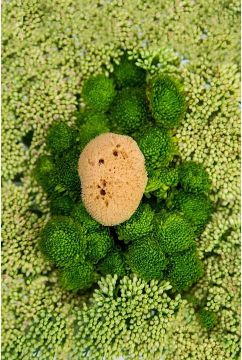 Produktbild Hera Organics Menstruationsschwämme (Normal)