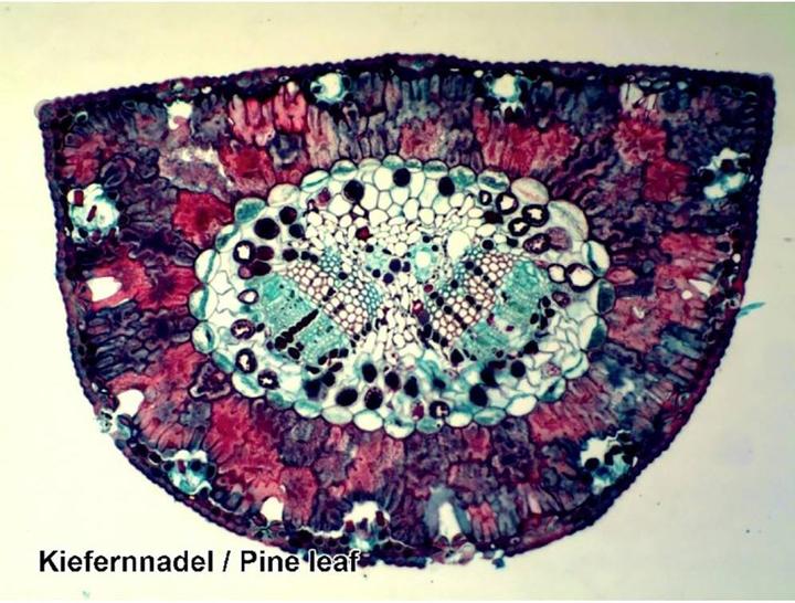 Actual product image Bresser Optics Permanent slides 25s 5986001 Microscope slide