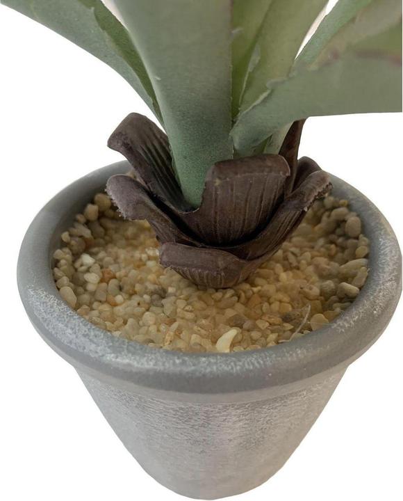 Immagine prodotto Botanic-Haus Aloe in vaso (20 cm)