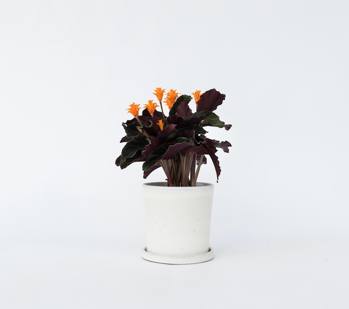 Immagine prodotto Plant in a Box Calathea crocata Tassmania - Crocus Calathea (40 cm)