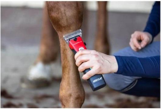 Immagine prodotto Kerbl Aesculap Favorita (Cavallo, Gatto)