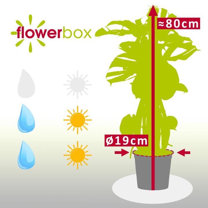 Immagine prodotto Flowerbox Foglia di finestra su bastoncino di muschio - Monstera deliciosa (80 cm)
