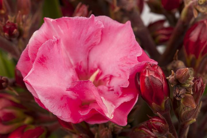 Image du produit Laurier rose (70 cm)