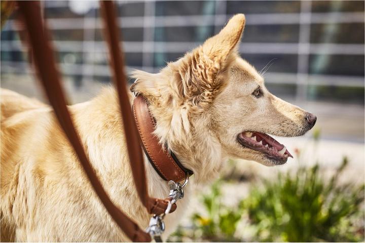 Image du produit Laboni Collier Nappa Amici M (M, Chien, Général)