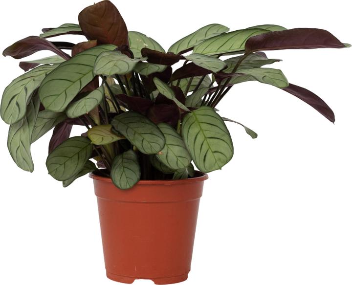 Actual product image Plant in a Box Ctenanthe Burle-Marxii 'Amagris' - Korbmarante (25 cm)