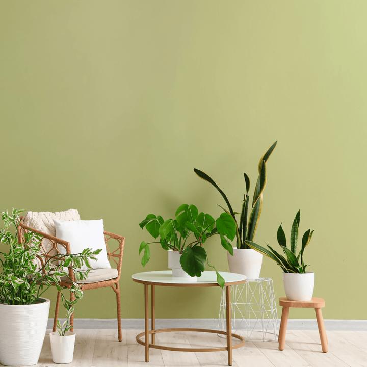 Actual product image Craft Colors 5L hochwertige Wandfarbe edelmatt – Kreidefarbe No. 681 Matcha Grün (Matcha green, 5 l)