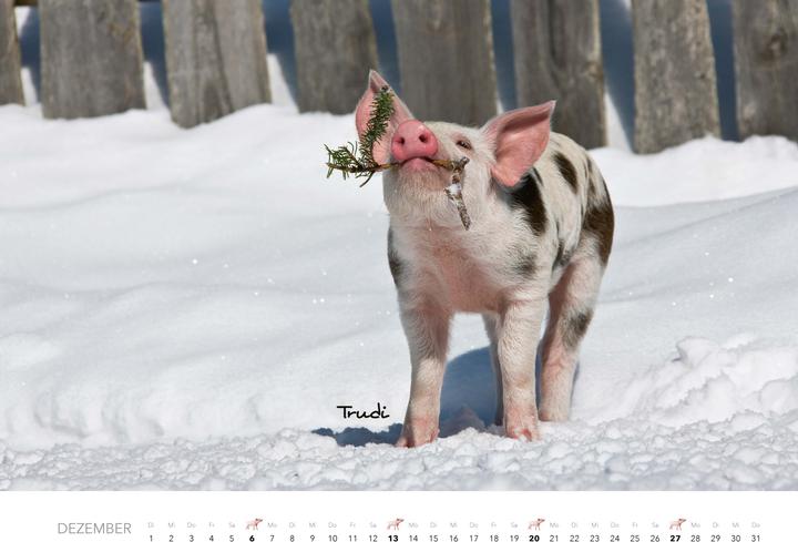 Produktbild Tierkinder auf dem Bauernhof Kalender 2026 (Harter Einband, Deutsch)