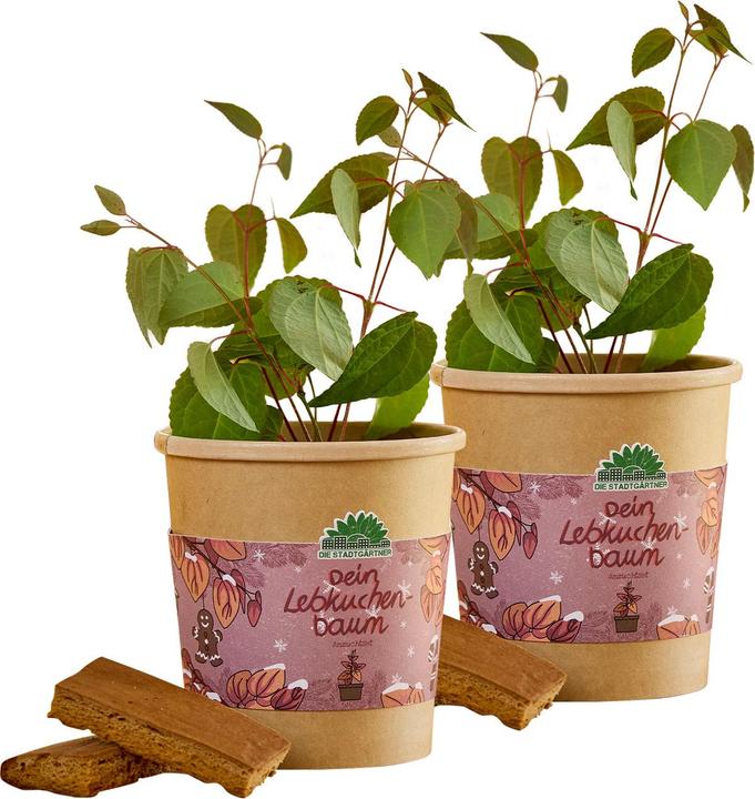 Die Stadtgärtner 2er-Set Schönes Lebkuchenbaum Anzuchtset – Duft-Garantie: Zimt & Lebkuchen