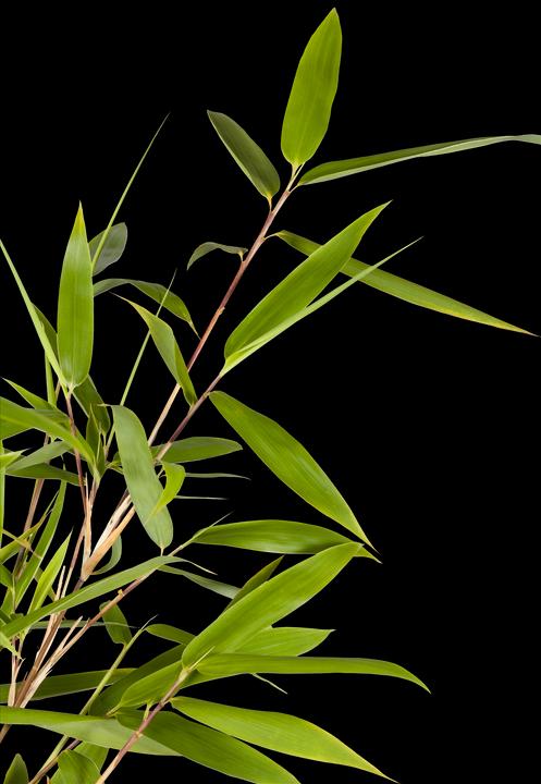 Actual product image Bamboo Fargesia (80 cm)