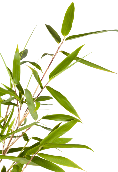 Immagine prodotto Fargesia di bambù (60 cm)