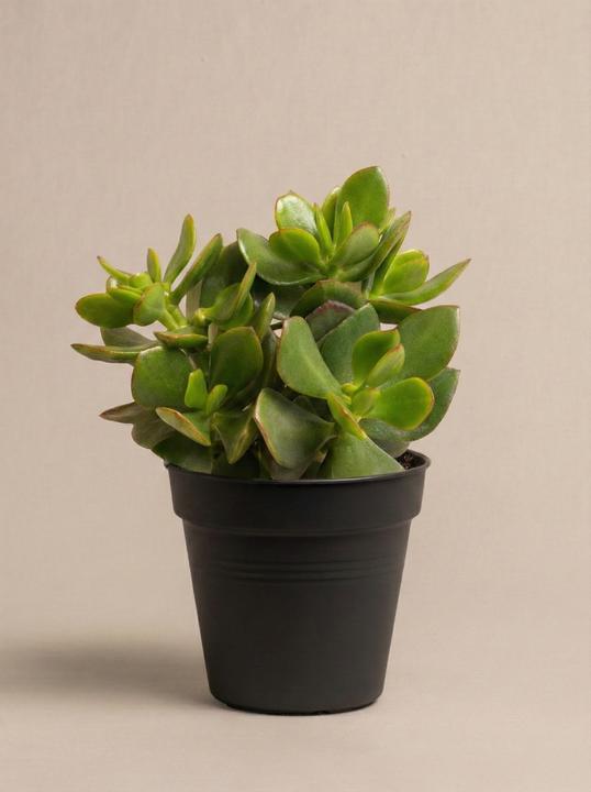 Produktbild feey Geldbaum (15 cm, Frisch umgetopft)