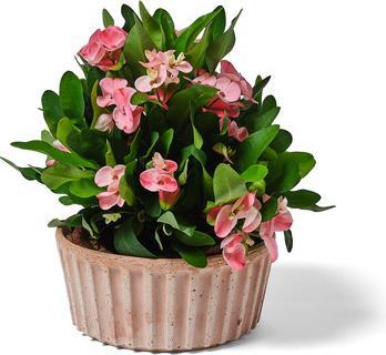 Produktbild Jaco Toscana Modica (26 x 12 cm)