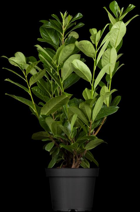Laurier-cerise Rotundifolia (lot de 6) (70 cm)