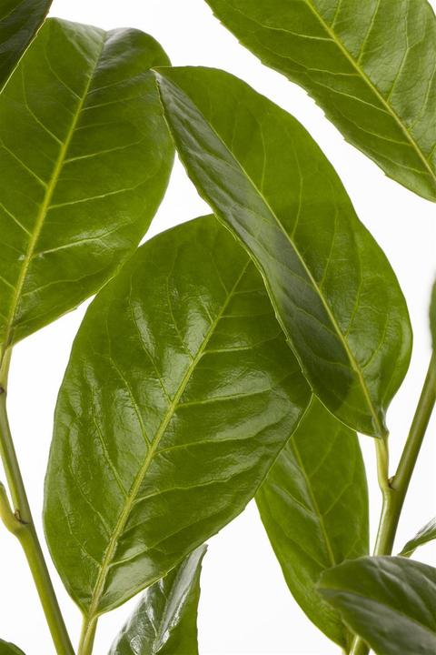 Image du produit Laurier-cerise Rotundifolia (lot de 6) (70 cm)