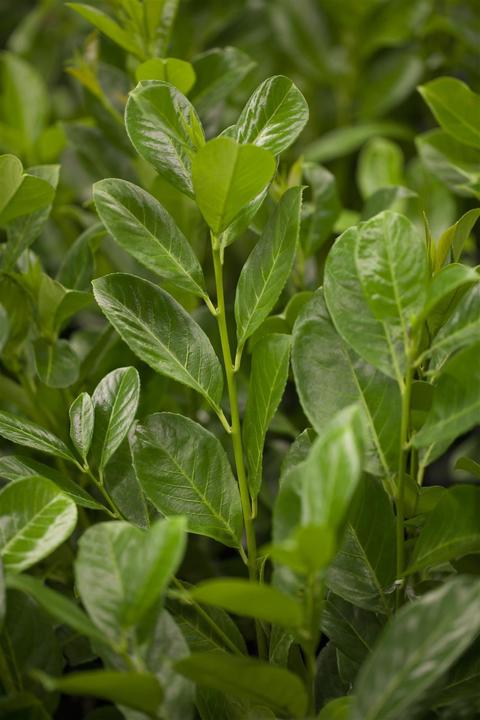 Image du produit Laurier-cerise Rotundifolia (lot de 6) (70 cm)