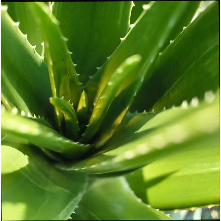 Immagine prodotto Weleda Aloe Vera (1 pz.)