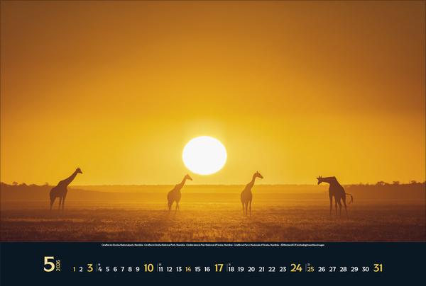 Produktbild Wilde Tiere - weite Landschaft 2026