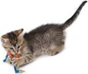 Productafbeelding Petstages Catnip Tandheelkundige Gezondheidskauw (Speelgoed met kattenkruid)