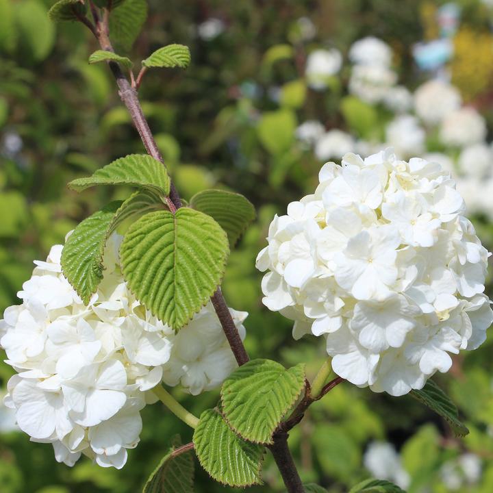 Immagine prodotto Zulauf Japanischer Schneeball / Viburnum plic. 'Popcorn' (100 cm)