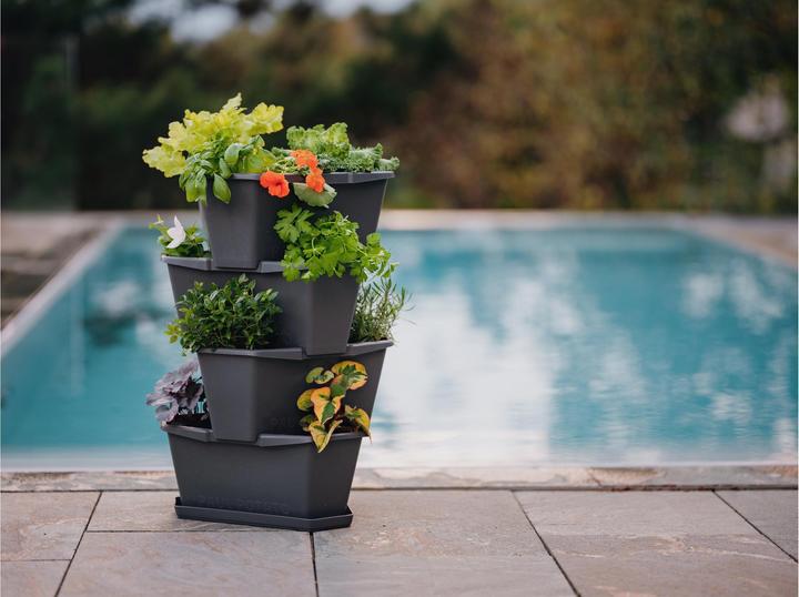 Actual product image Gusta Garden Paul Potato (38.80 cm)