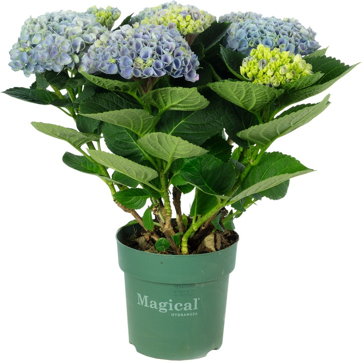 Actual product image Flowerbox Indoor Hydrangea - Hydrangea Magical Revolution ®