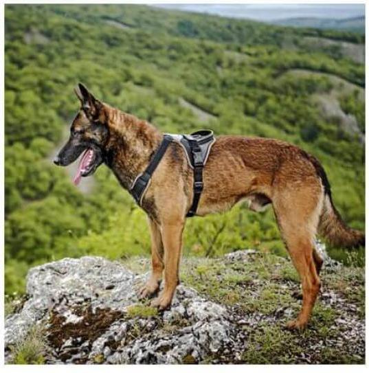 Actual product image Julius-K9 IDC Longwalk - black-grey S (S, Dog, General)