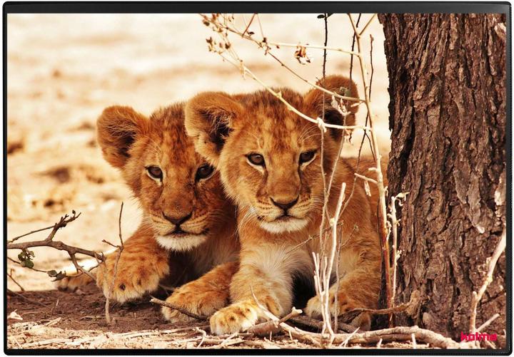 Braun, Gelb, Schwarz