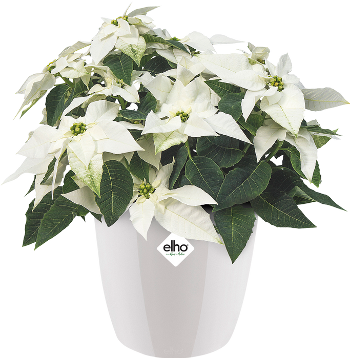 Produktbild Elho Brussels (16 cm)