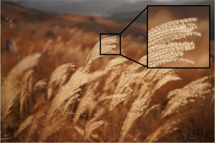 Actual product image Sony FE 50mm f/2.5 G - (EU) (Sony E, full size)