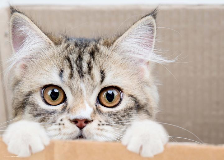 CoverYourDesk Maine Coon kittens