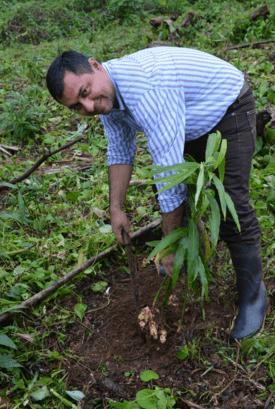 Produktbild Sonnentor Ingwer Gewürztee Bio (90g) (90 g)