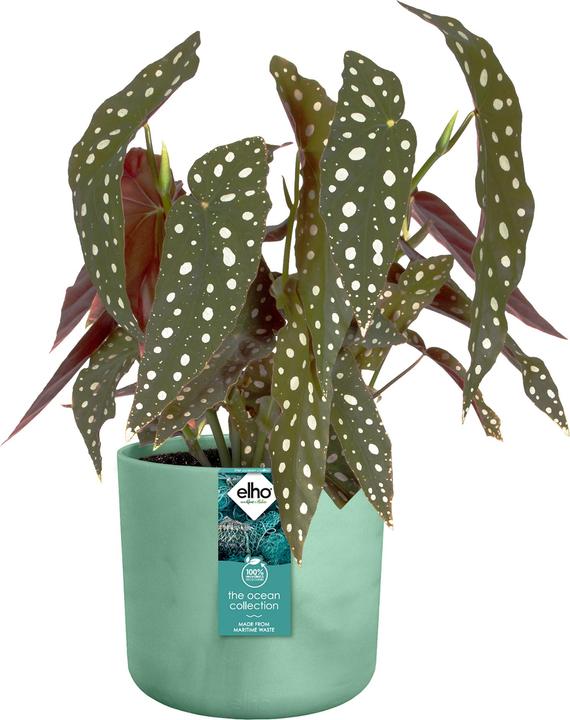 Produktbild Elho The Ocean Collection (18.30 x 16.70 cm)