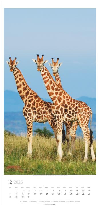 Produktbild Giraffen Kalender 2026 (33 x 68 cm)
