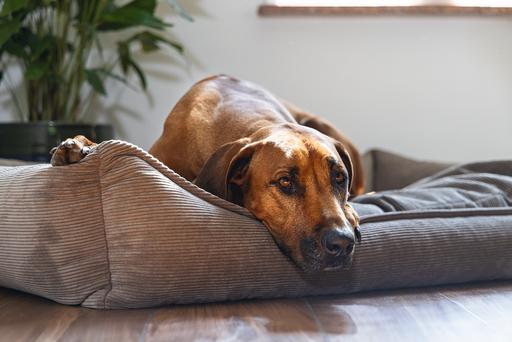 Actual product image Beeztees Veo (Dog)