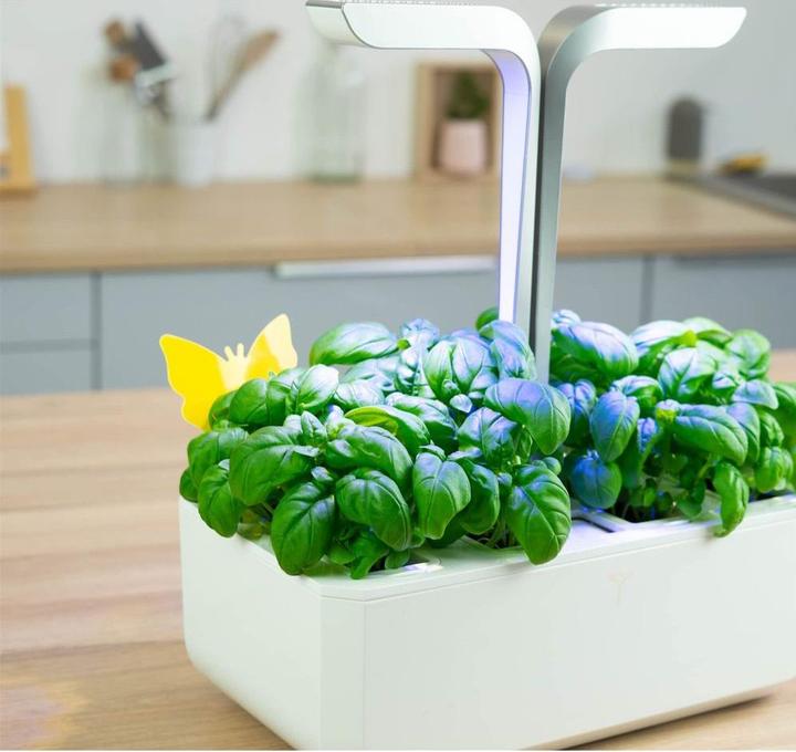 Actual product image Véritable 8 sticky traps