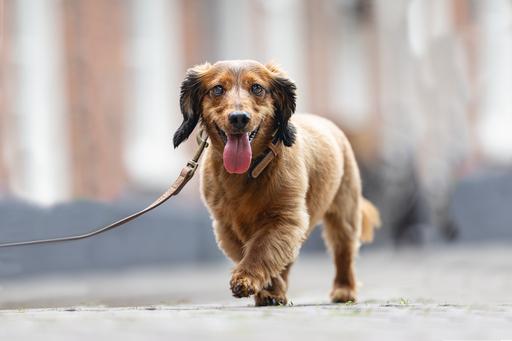 Produktbild Beeztees Bz Balacron Halsband Ax Brn 31 (31, 32, 33, 34, 35, 36, 37, 38, 39, Hund, Hundesport)