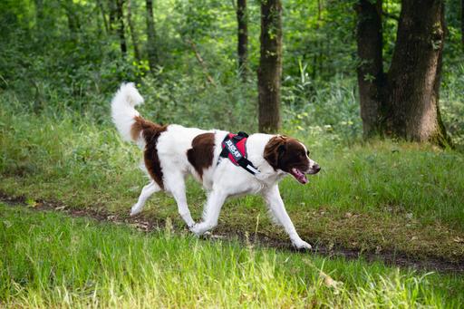 Productafbeelding Julius-K9 IDC-voedingsharnas (2, Hond, Algemeen)