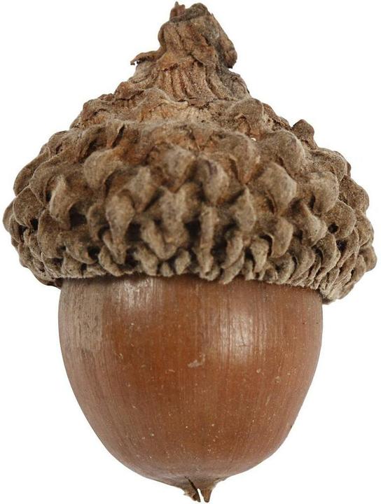 Produktbild Creativ Company Eicheln