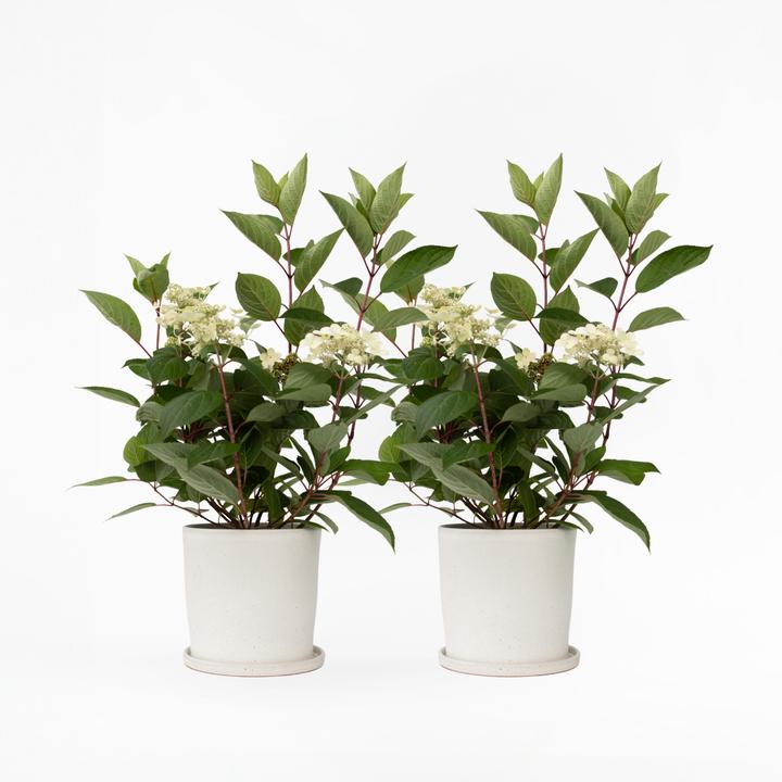 Produktbild Plant in a Box Hydrangea paniculata 'Early Harry' - 2er-Set Hortensie (25 cm)