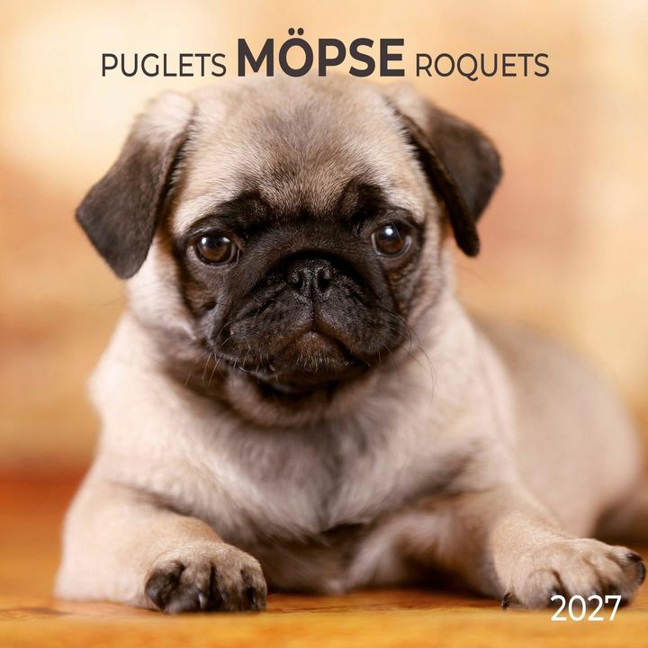 Produktbild Möpse/Puglets2027 (30x30 cm)