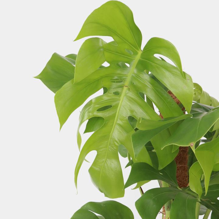 Produktbild Plant in a Box Monstera Deliciosa - Affenmaske (130 cm)