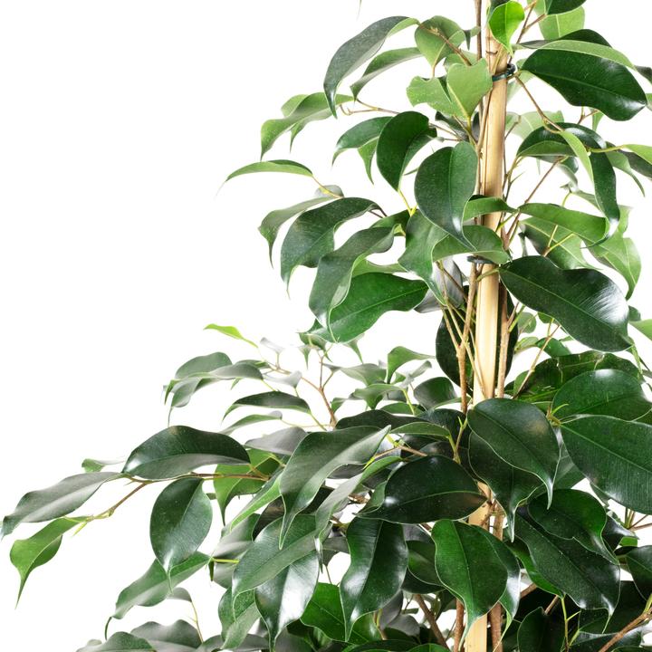 Produktbild Flowerbox Birkenfeige "Danielle" - Ficus benjamini (160 cm)