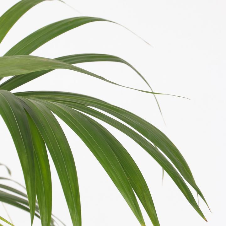 Actual product image Plant in a Box Howea forsteriana - Kentia Palme (90 cm)