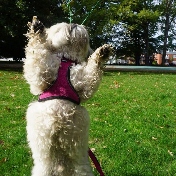 Actual product image Nobby Tableware Cayo (M, Dog, General)