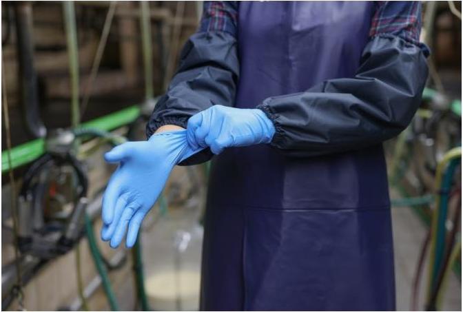 Actual product image Kerbl Nitrile PremiumPlus, size M 8mil disposable, 50 pcs, blue unpowdered (M)