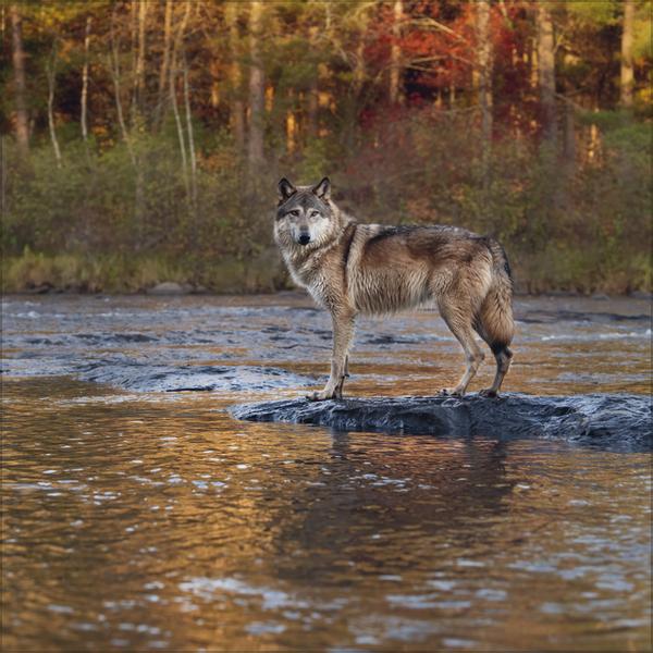 Produktbild Wlfe 2026