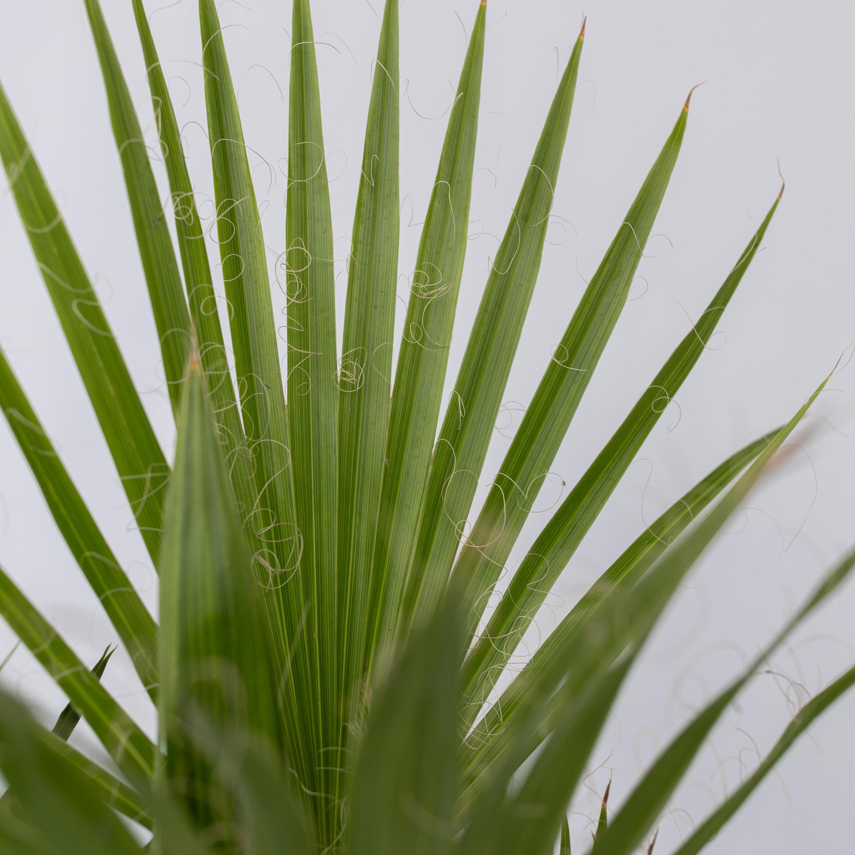 Thumbnail - Plant in a Box, Pflanzen, Phoenix canariensis, Chamaerops Humilis, Washingtonia Robusta - 6er Set Palmen für draussen (5...