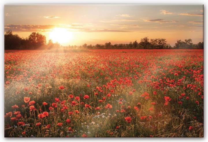 Image du produit Trenddeko Champ de coquelicots au coucher du soleil (100 x 70 cm)